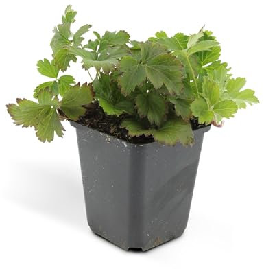 Immergrüner Bodendecker - Golderdbeere - Waldsteinia ternata - 9cm Topf - Set mit 20 Pflanzen
