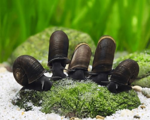 Garnelio - 5x Teich Posthornschnecke - Planorbella corneus
