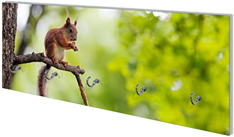 Wallario Wandgarderobe aus Glas in Größe 80 x 30 cm mit Memoboard-Funktion, Motiv: Eichhörnchen auf einem AST | 5 Kleiderhaken zum Aufhängen von Jacken