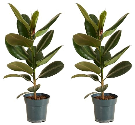 Bloomique - Set di 2 - Ficus elastica ‘Robusta’ - Albero della gomma - Pianta da interno - Purifica l’aria - Molto facile da curare - Alte 50-60 cm - Vaso 17 cm