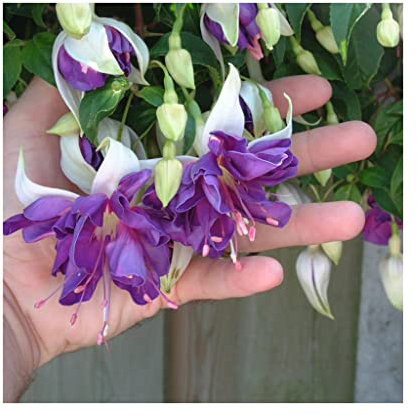 6 Trailing Fuchsia Blue Angel Plug Plants *Great Hanging Basket Plants*Stunning Fuchsias Amazing Value. Garden Ready. Glam up Your Garden