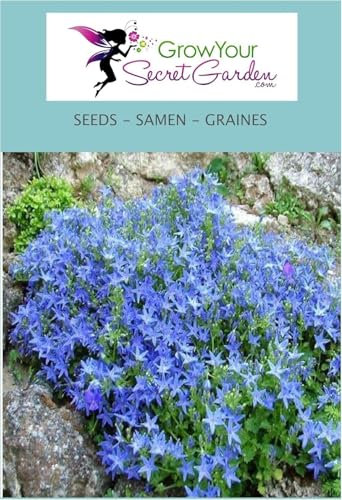Campanula garganica, Campanule du mont Gargano 70 Graines - vivace
