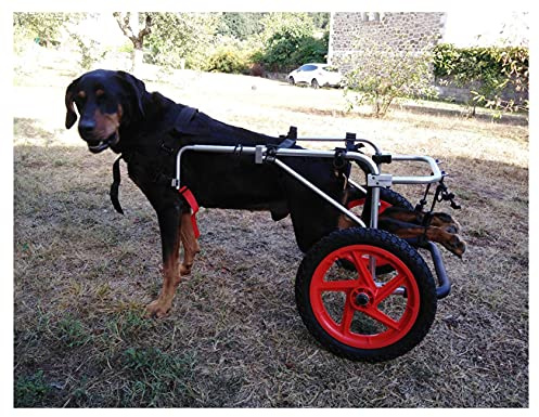 Hwt Hunderollstuhl, Hunderollwagen Gehhilfe, Passend für Haustier Cat Puppy Beagle Schäferhund Lähmung Verletzt Hinterbeine Rehabilitation, Einstellbar, 2 Räder 1,5 kg-50 kg