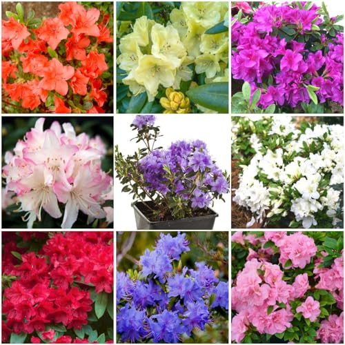 GrowOn Shrubs [x8] Dwarf Rhododendron and Japanese Azalea Collection | Variety-Pack | Evergreen Shrubs | Outdoor Garden Ready Plants | Spring Flowering