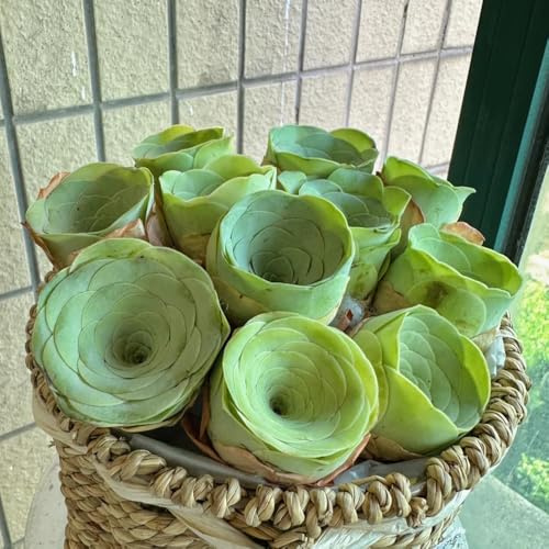 Semillas de suculentas, variedades antiguas, raras, semillas para invernadero y balcón 160pcs