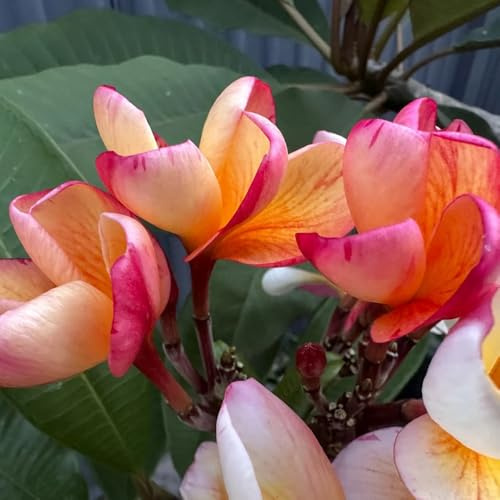 semillas de plumeria frangipani balcón, semillas cortadas perennes resistentes, setos y arbustos, balcón, resistentes, decorativas,130pcs