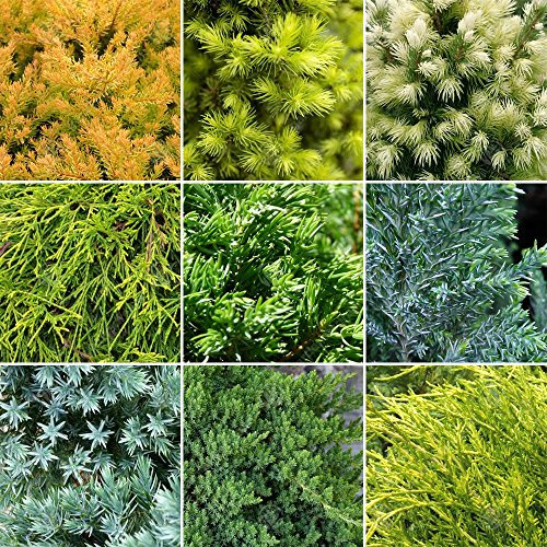 GardenersDream 10 x Mixed Conifer Plants in Pots - Outdoor Garden Ready Hardy Shrubs - Low Maintenance Ornamental Evergreen Outdoor Plants for Rockeries, Patios, and Borders (incl. 9cm Pot)
