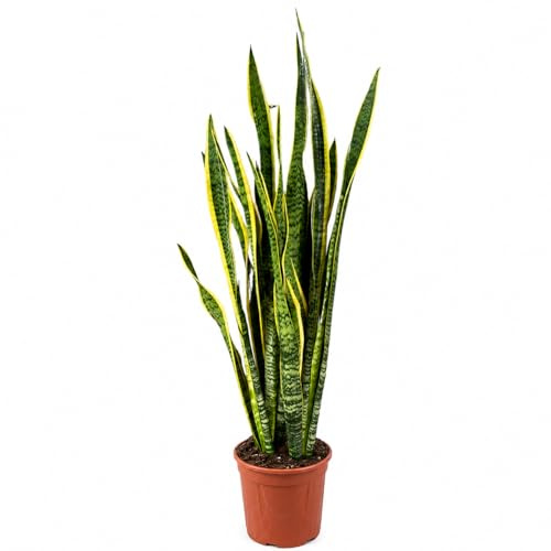 I GIARDINI DI GIULIA - Sansevieria Laurentii Extra Altezza 120 cm - Pianta VERA Unica nel Suo Genere con vaso da 24 cm di diametro - Foglie con Bordi Dorati - Decorazione d'Interni d'Impatto.