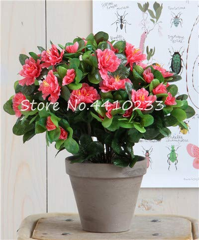 Nouvelles Graines De Fleurs D'Azalée Rhododendron Pour Le Jardinage Rose Pâle Ensemble De 100 Pièces