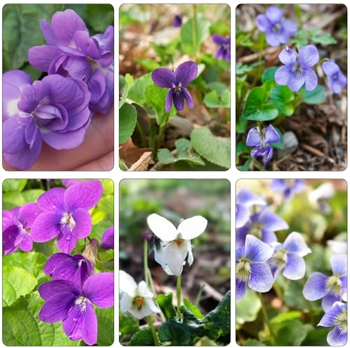 Duftveilchen kräutergarten bodendecker winterhart mehrjährig balkonpflanzen winterharte stauden für pralle sonne wohnzimmer deko pflanzenkübel wildblumensamen blumenbeet balkon 400samen