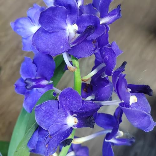Orchidea Vanda - biologiche rampicanti resistenti in vaso d'appartamento balcone con decorazione del soggiorno decorazioni giardino per esterni 85semi
