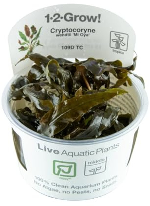 Tropica Cryptocoryne wendtii Mi Oya 1-2-Grow Tissue Culture In Vitro Live Aquarium Plant Shrimp Safe & Snail Free