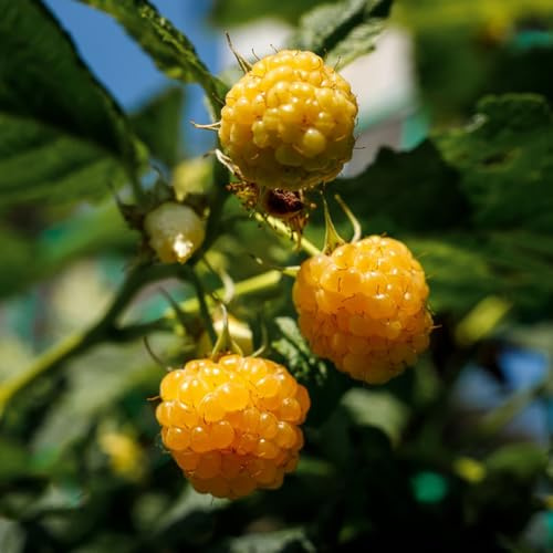 semi di lampone resistenti, lampone, per aiuole rialzate, cespugli bacche colonnari da balcone coltivazione 25pcs