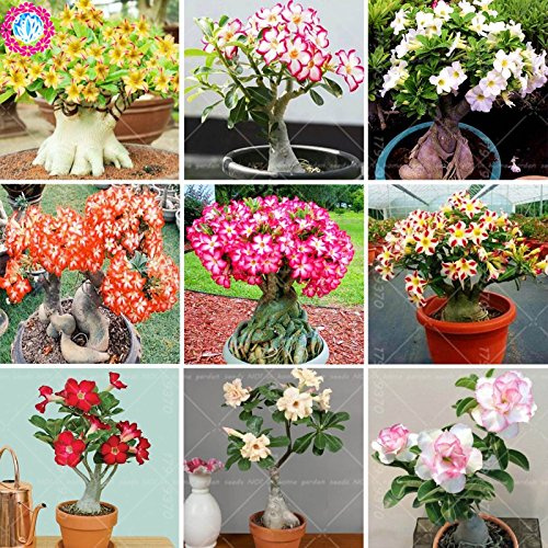 Véritable Couleur Mixte Adenium Obsum Obsum De Qualité Désertique Roses Plutôt Fraîches Graines Rares De Fleurs De Bonsaï Pour Les Systèmes De Jardinage Domestique