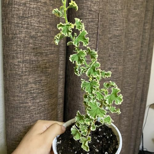 Semi di Pelargonium graveolens, geranio profumati al geranio limone officinali, Giardino da interni, 85pcs
