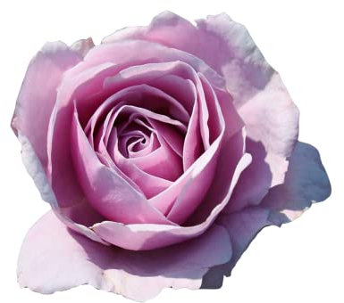 Nautica®, rosa viva di Rose Barni®, rosa in vaso effetto massivo di color lilla lavanda, ideale per coltivazione in vaso, composizioni e cespugli compatti, rifiorente cod. 73021