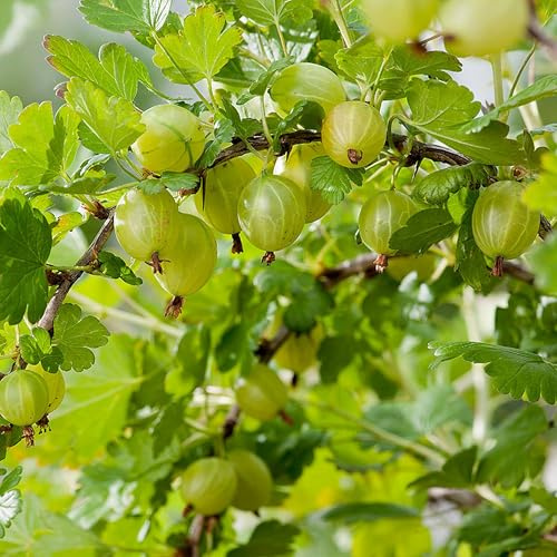 Vivai le Georgiche - Pianta vera di Uva spina Bianca Hinnonmäki Gul Ribes uva-crispa 'Hinnonmäki Gul' - vaso Ø 15 cm - altezza alla vendita 40-60 cm