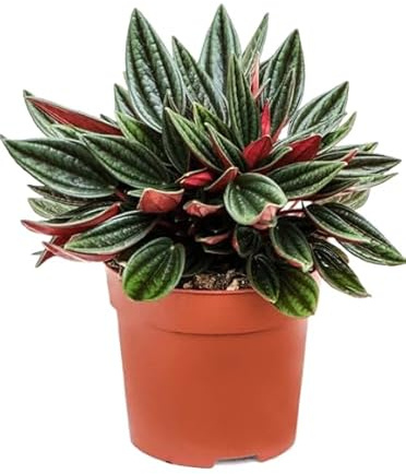 Peperomia Rosso – Planta Natural para Oficinas y Hogares Resistente y Hermosa