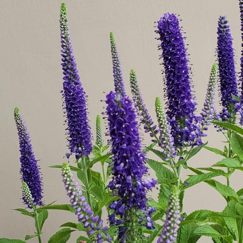 semi di veronica resistenti di selvatiche, tappezzanti resistenti orto da orto, medicinali, balcone 50pcs