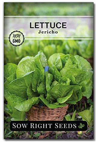 Sow Right Seeds - Jericho Lettuce Seeds for Planting - Non-GMO Heirloom Packet with Instructions to Plant a Home Vegetable Garden - Outdoors or Hydroponics Indoors - Heat Tolerant Romaine Variety (1)