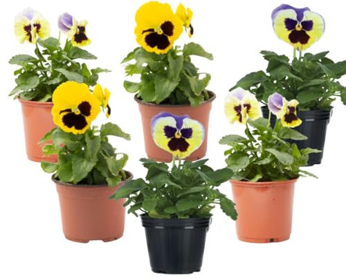 Verdecora Pensamiento | Viola x wittrockiana | Planta viva de exterior con flor en maceta de Ø11cm (6)