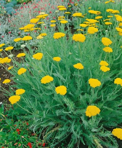 Achillea clypeolata 9x9 cm Topf – Winterhart, Mehrjährig, Pflegeleicht – Balkan-Schafgarbe – Staude für Steingarten & Beet