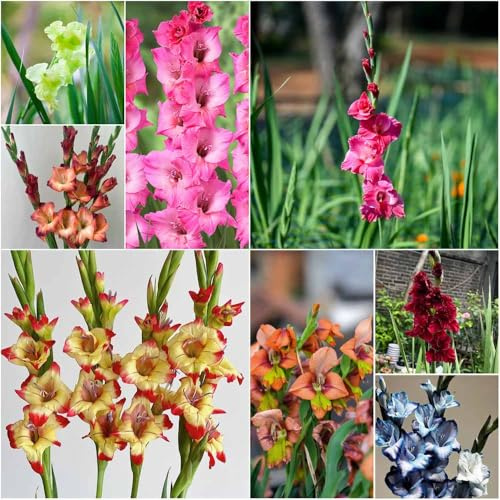 gladiolen blumenzwiebeln pflanzendeko balkonpflanzen büropflanzen exotische garten Seltene - frühlingsblumen garten gartenpflanzen winterhart 10zwiebeln