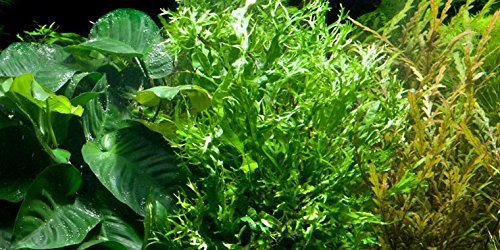 Java Fern Windeløv - Microsorum pteropus 'Windeløv' - Live aquarium plant