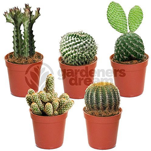 Gardeners Dream Kakteen Echte Pflanzen Set - 5er Sortiment Sukkulenten Echte Pflanzen - Zimmerpflanzen Echt - Ideale Kaktus Deko für Zuhause/Büro - Natürliches Kaktus Pflanze Set für Drinnen