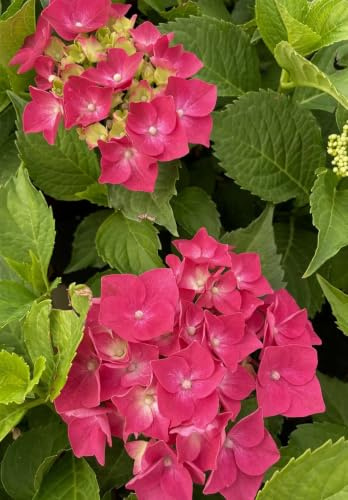 Gardenaria Ortensia Hydrangea Macrophylla 'Leuchtfeuer' Rosso e Fucsia, Pianta Acidofila Ornamentale da Esterno, 40/50 cm, Vaso 19
