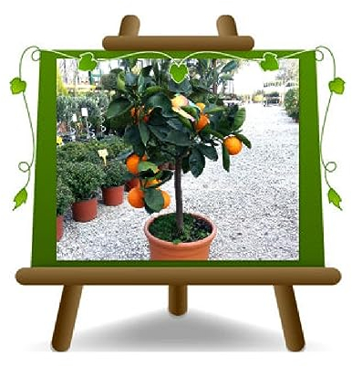 EURO PLANTS VIVAI Zitrusfrüchte - Navelina - Obstpflanze im Topf 35 cm Höhe 150-160 cm