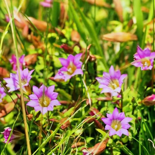 Enzian topfpflanze schnittblumen indoor garten dekopflanzen kräutersamen blumensamen balkon gartensamen blumenwiesensaat balkonpflanzen winterharte stauden für pralle sonne wildblumen 10samen