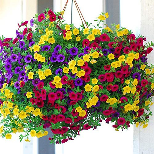 100 semi di petunia nana per fiori, per casa, giardino, balcone, portico bonsai, decorazione Petunia Hybrida semi per donne, uomini, bambini, principianti, giardinieri regalo