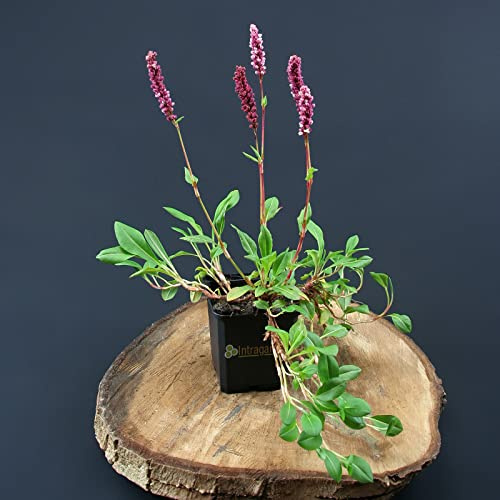 Persicaria affinis 'Superba' von Intragarten Schneckenknöterich Bodendecker im Topf
