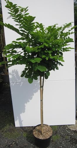 Hochstamm Kugelakazie Umbraculifera - Robinia pseudoacacia - Stamm 80cm + Krone