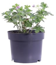 eGarden.store - Pianta vera di Geranio - Geranium Lakwijk Star | Altezza: 20 cm - Diametro vaso: 17 cm | Rustica, tappezzante fiori lilla fioritura prolungata facile da coltivare all'esterno