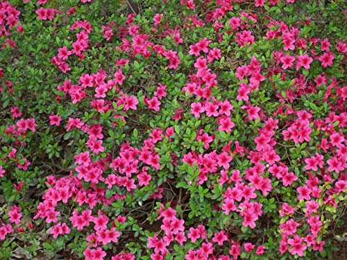10 Hälfte Rhododendron Obtusum Azalea