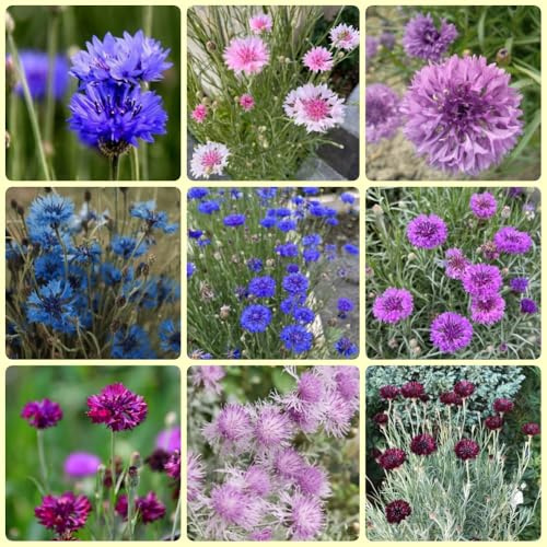 Semi di fiordaliso semi di campo Centaurea cyanus perenne regali sostenibili resistenti 1000pcs