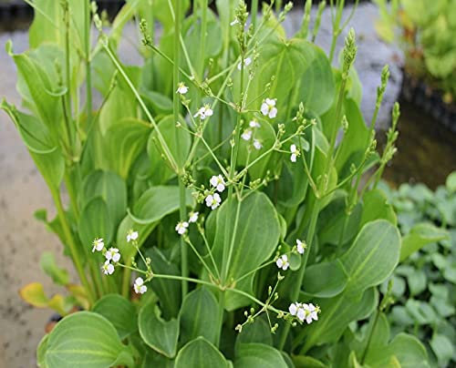 Carbeth Plants Pond Plants for Small Ponds - 3 X 9cm Pot Alisma Plantago Aquaticum - Mad Dog Weed - Live Marginal Ponds Plant - Low Maintenance Perennial Outdoor Pond Plant