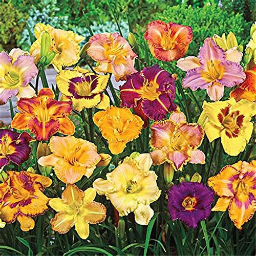 Rizoma di Hemerocallis, Pianta decorativa Magica, Bellissimi Fiori ornamentali-10 Rizomi, 3