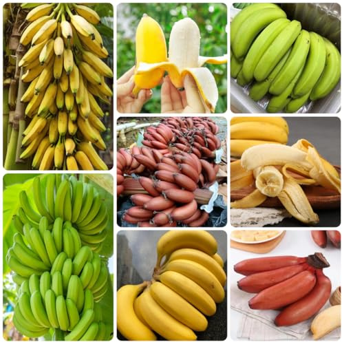 banana semi di banano - decorazione del giardino per esterno resistenti da balcone pilastro 10pcs