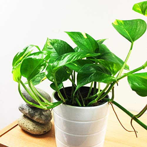 1 Easy Plants® Devil's Ivy Golden Pothos Ivy Arum House Plant in White Ceramic Pot & Autumn Gold Gravel Top Dressing