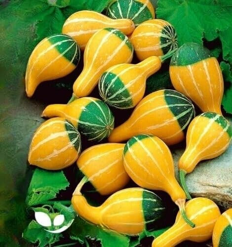 Small Spoon - 15 Seeds + Plant tag + Freebie - Ornamental Gourd Pumpkin - Cucurbita Pepo