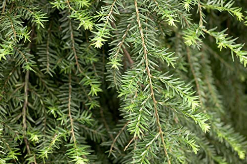 Tsuga canadensis 'Pendula' 40-60 cm – Winterhart, Immergrün, Pflegeleicht – Kanadische Hemlocktanne – Solitärpflanze für Garten & Vorgarten