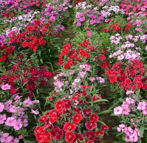 100 graines de fleurs d'œillets