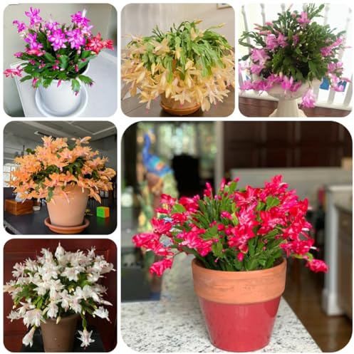 Cactus de Navidad semillas de Schlumbergera truncata silvestres,primavera en macetas oficina Decoraciones jardín exteriores, 130semillas