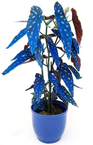 POWERS TO FLOWERS - BEGONIA MACULATA COLOR LIFE BLU IN VASO CERAMICA BLU, pianta vera