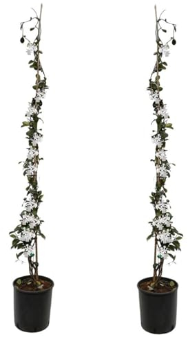 Plant in a Box - Trachelospermum jasminoides Weiß - 2er set - Toskanischer Sternjasmin Winterhart - Topf 17cm - Höhe 110-120cm
