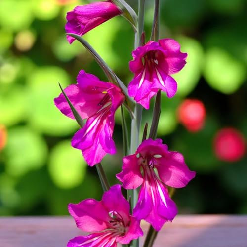 Carbeth Plants 40 x Gladioli Byzantinus Spring Bulbs - UK Hardy Perennial Magenta Pink Flowers - Pollinator Friendly Spring Flowering Bulbs for Borders, Containers & Patio Pots