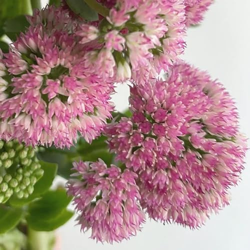 sedum (sedum) Decoraciones de jardín exteriores semillas de sostenibles jardín exóticas arbustos resistentes 200semillas
